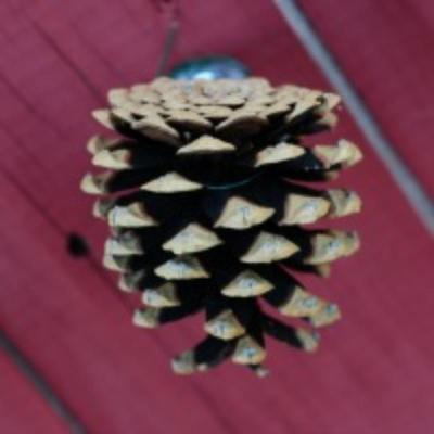 Natural Norway Pine Cones - 2 Dozen - Small Size